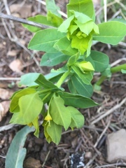 Euphorbia platyphyllos