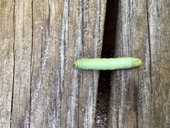 Paonias excaecata