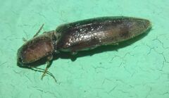 Stenagostus rhombeus