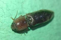 Stenagostus rhombeus