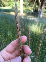 Elymus virginicus