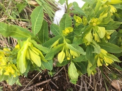 Euphorbia platyphyllos