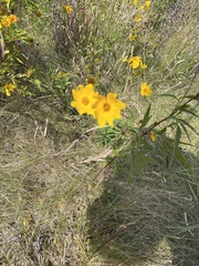 Coreopsis lanceolata