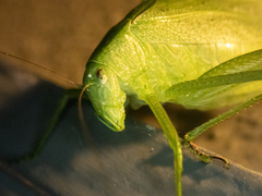 Amblycorypha