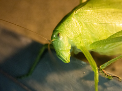 Amblycorypha