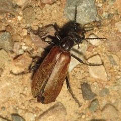 Epicauta ochrea