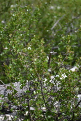 Betula glandulosa