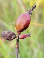 Rabdophaga strobiloides