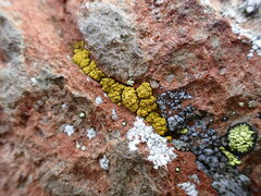 Candelariella