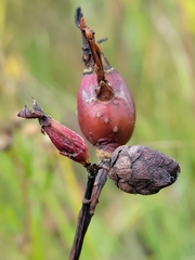 Rabdophaga strobiloides