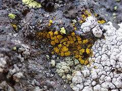 Candelariella