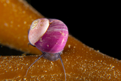 Margarella violacea