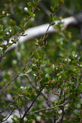 Betula glandulosa