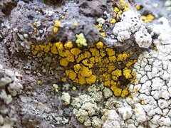 Candelariella