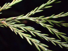 Sequoiadendron giganteum