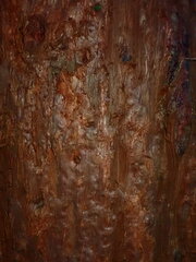 Sequoiadendron giganteum