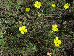 Oenothera berlandieri