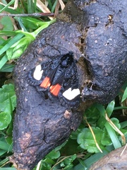 Psychomorpha epimenis