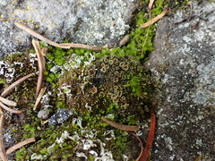 Psoroma hypnorum