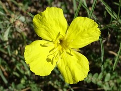 Oenothera berlandieri