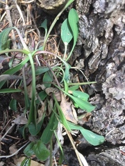 Anthyllis vulneraria