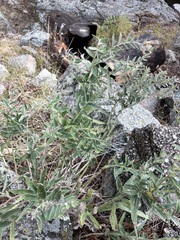 Lithospermum occidentale