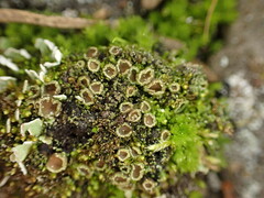 Psoroma hypnorum