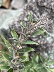 Lithospermum occidentale
