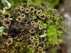 Psoroma hypnorum