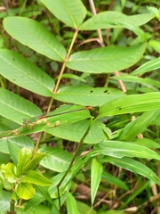 Ceriagrion cerinorubellum