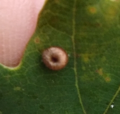 Neuroterus numismalis