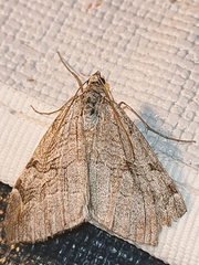 Aplocera plagiata