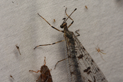 Dendroleon speciosus