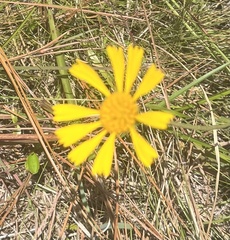 Balduina uniflora