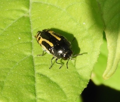 Acmaeodera scalaris