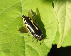 Acmaeodera scalaris