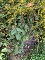 Agastache