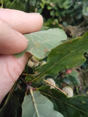 Neuroterus numismalis