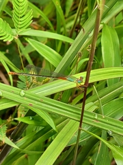Ceriagrion cerinorubellum