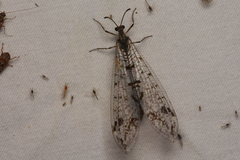 Dendroleon speciosus