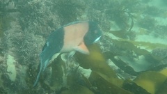 Bodianus pulcher