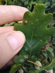 Neuroterus numismalis