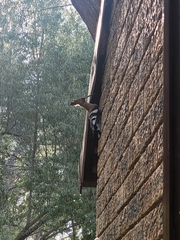 Upupa epops africana