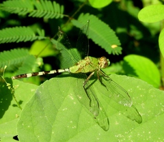 Erythemis vesiculosa