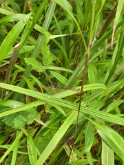 Ceriagrion cerinorubellum