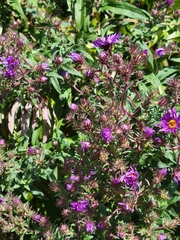Symphyotrichum novae-angliae