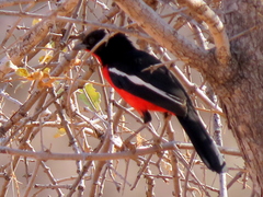Laniarius atrococcineus