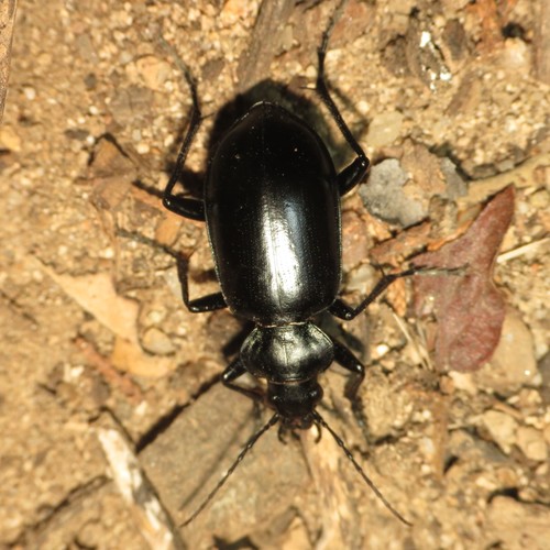 Calosoma peregrinator