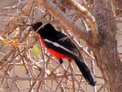 Laniarius atrococcineus