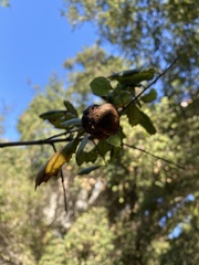 Amphibolips quercuspomiformis